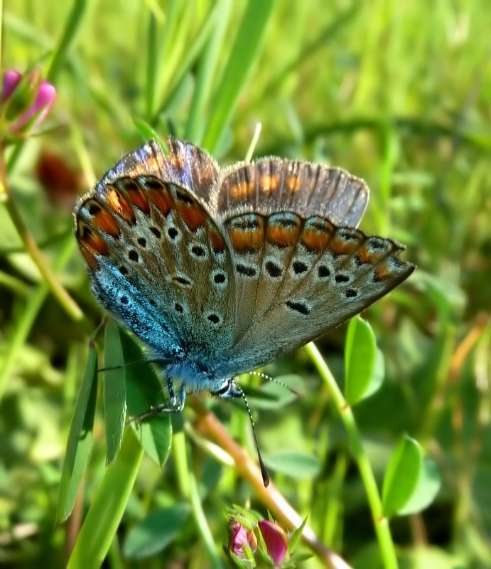 femmine di Polyommatus sp.